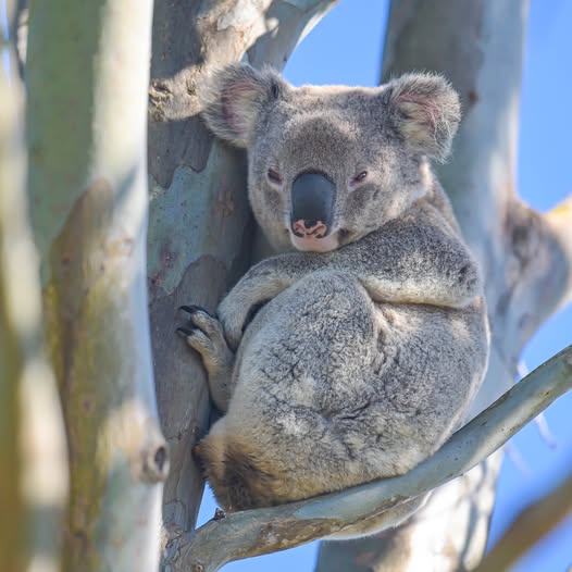 Wild koala resting in a eucalyptus tree