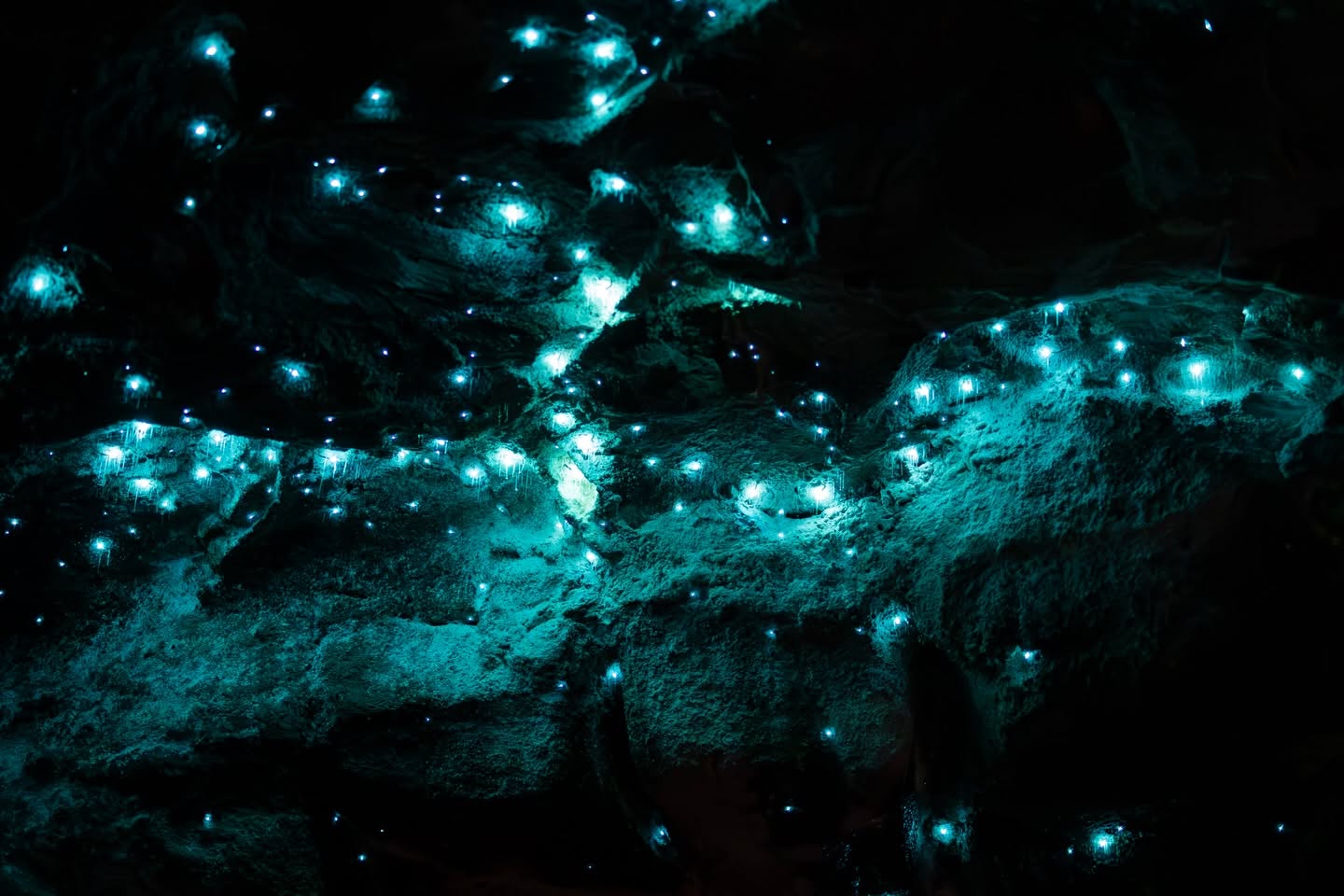 Glow worms illuminating a dark rainforest environment