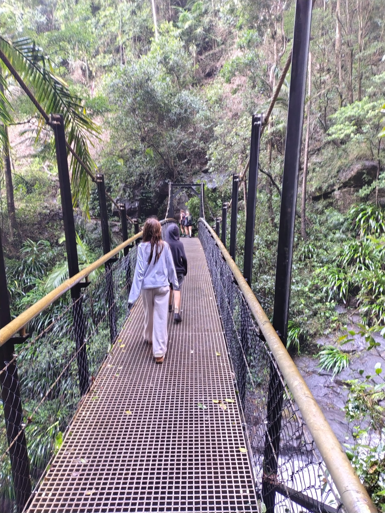 Springbrook rainforest suspension bridge