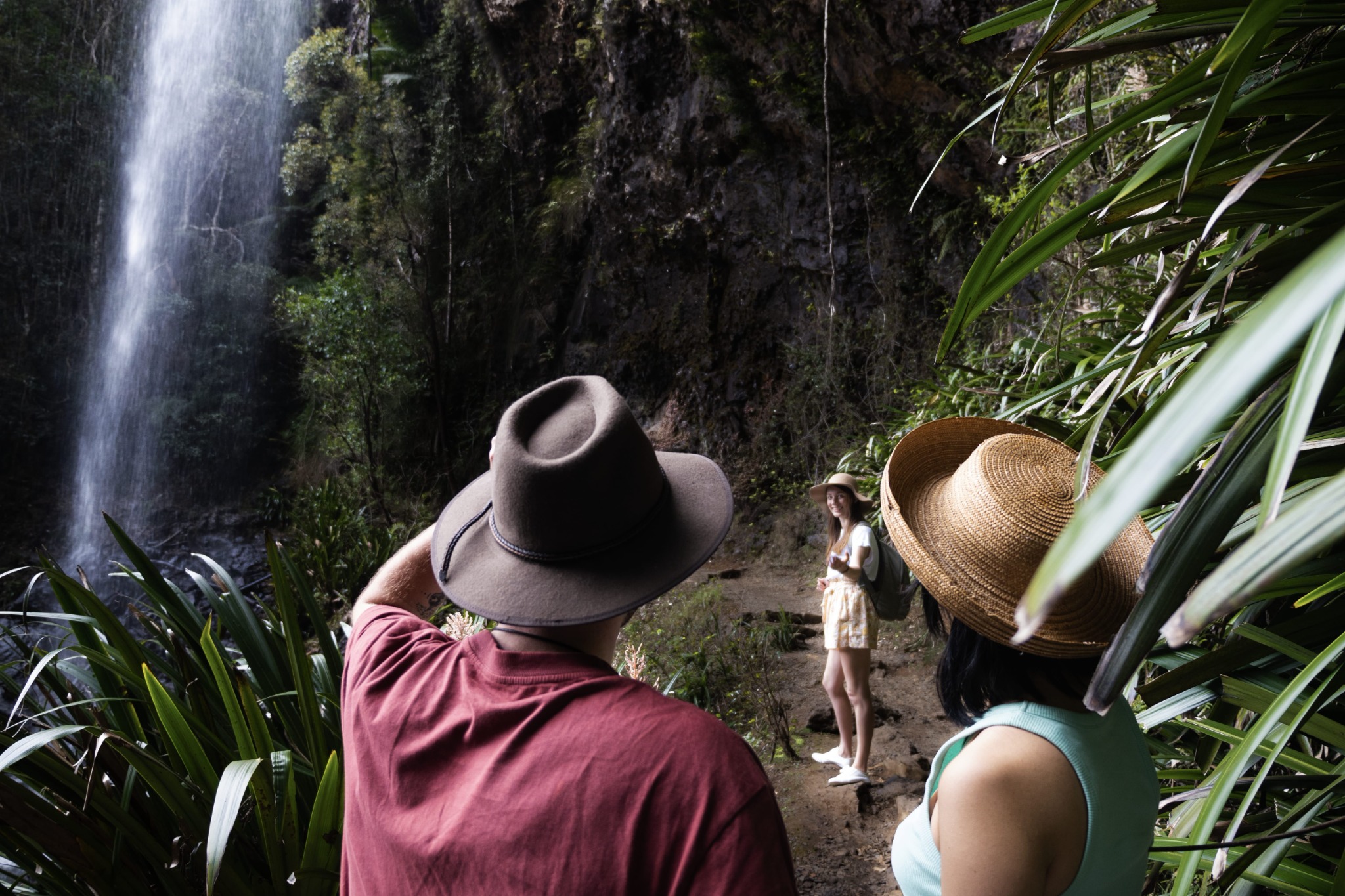 Rainforest waterfall walk Springbrook