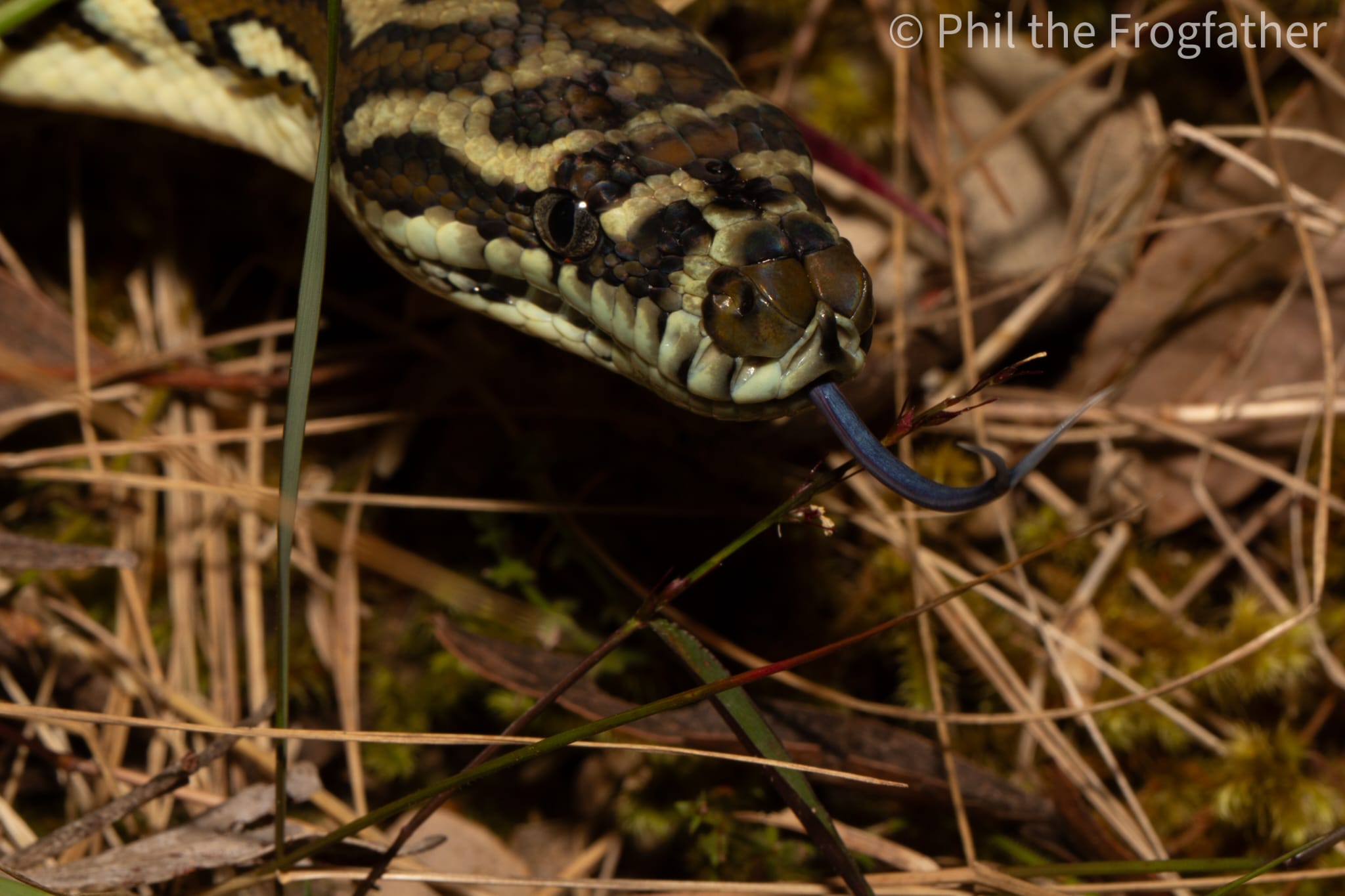 Carpet Python in natural rainforest habitat