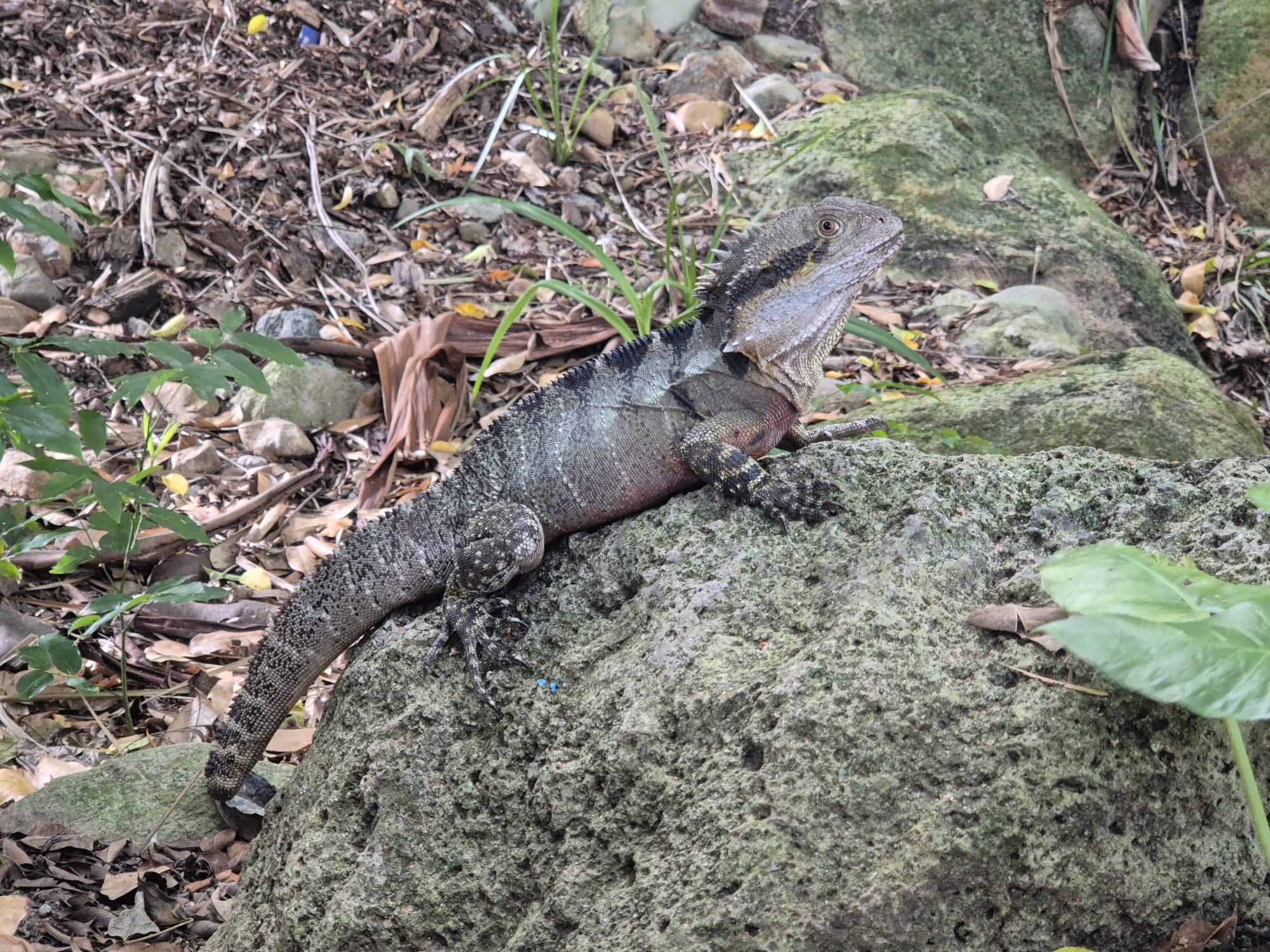 Eastern Water Dragon near creeks and waterfalls in Springbrook