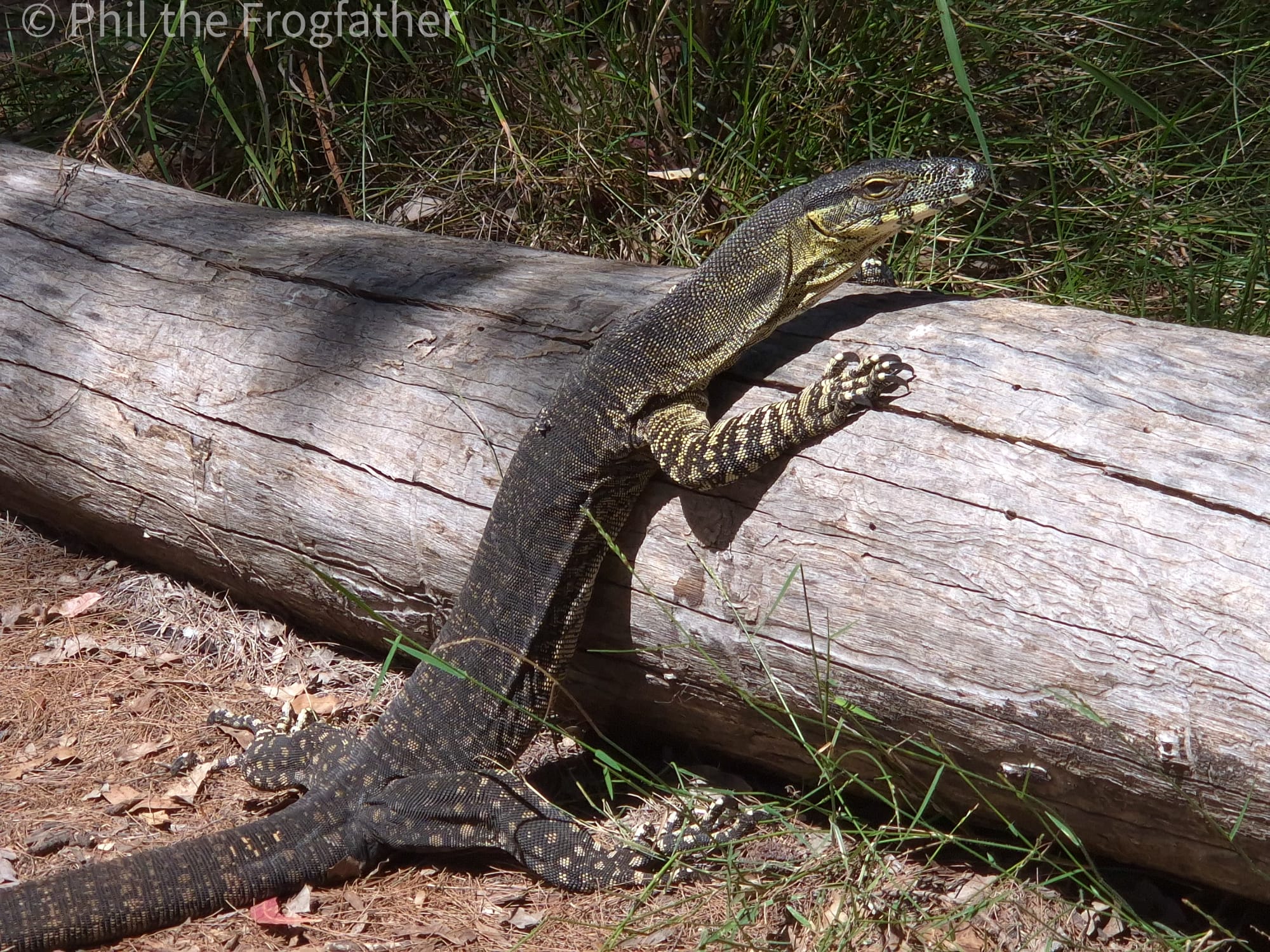 Lace Monitor in the Gold Coast Hinterland