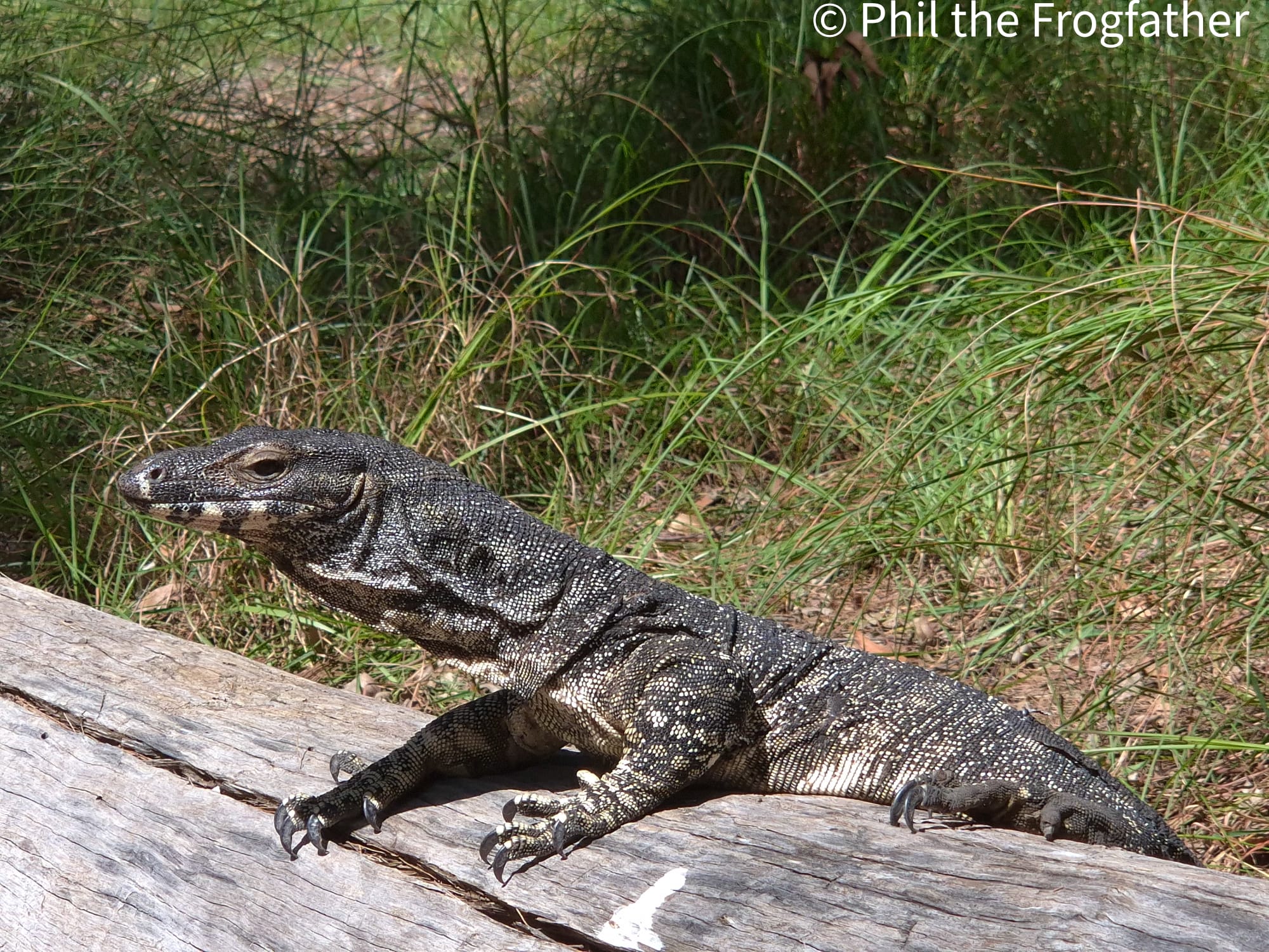 Lace monitor wildlife encounter with expert guide