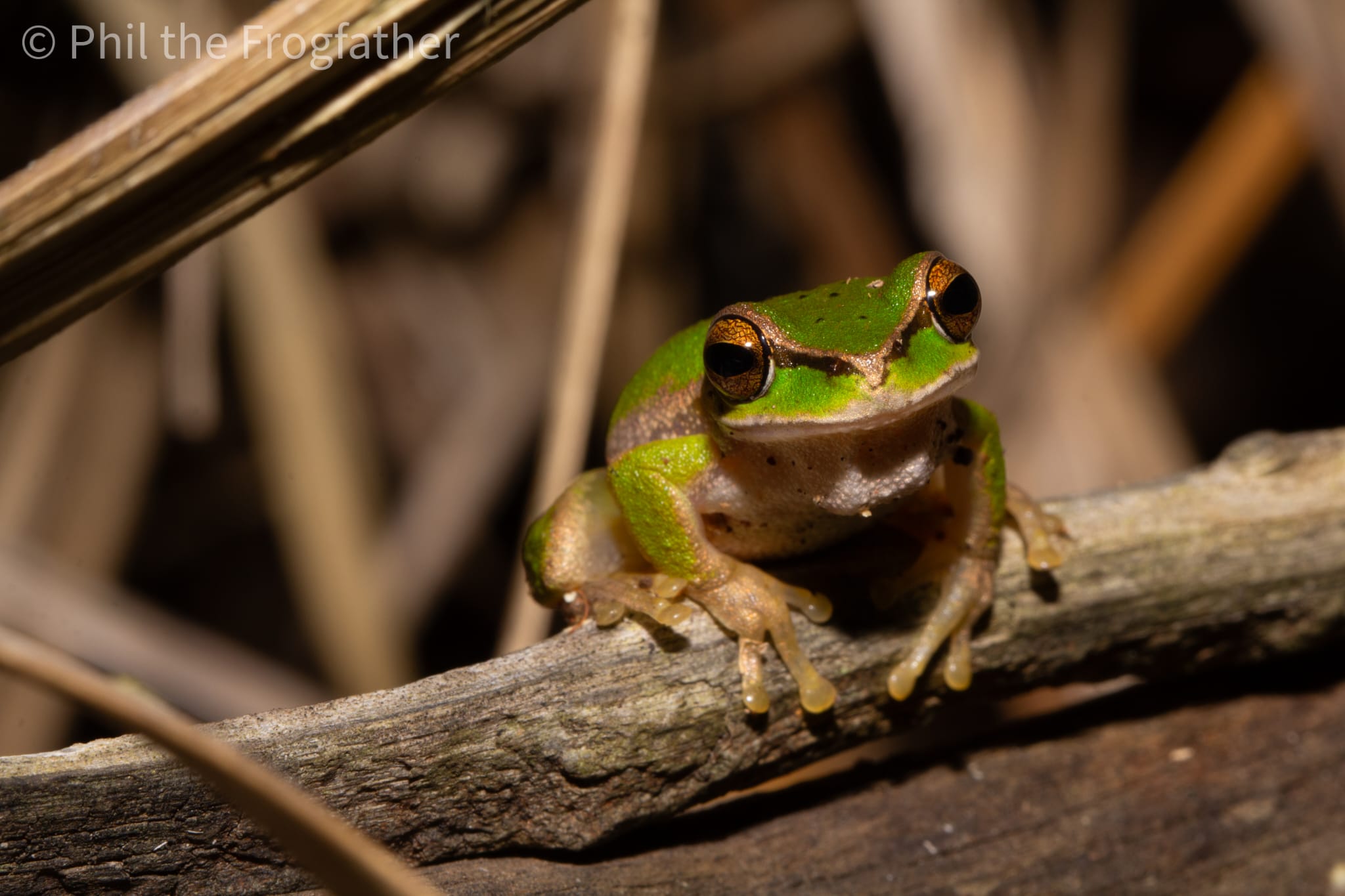 Pearson's tree frog in rainforest habitat