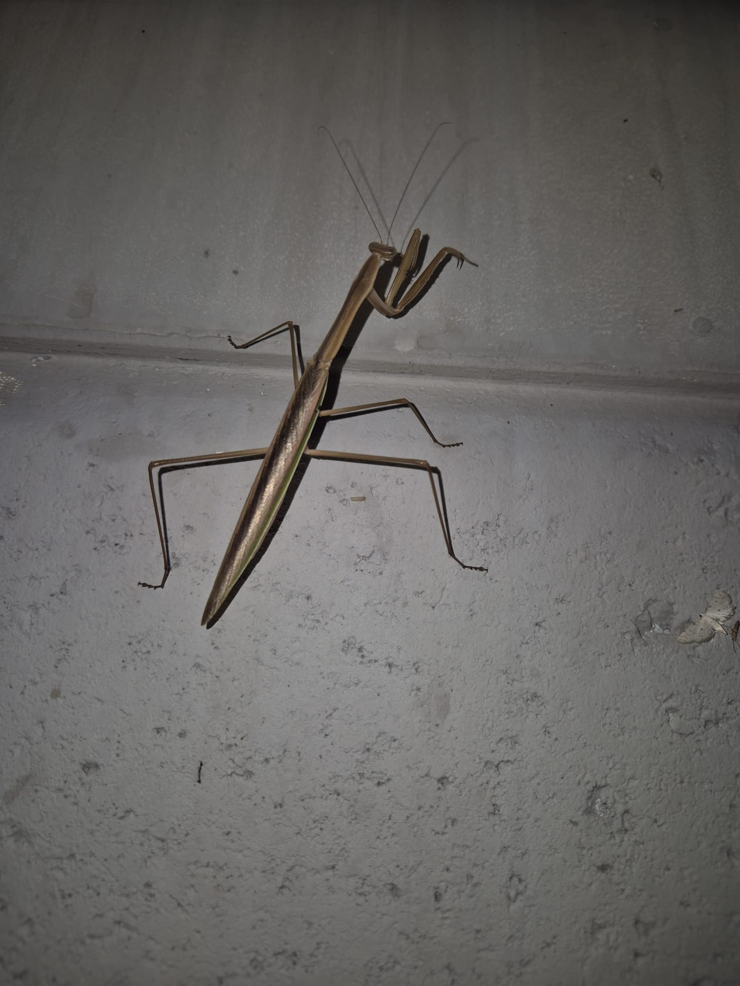 Praying mantis macro wildlife photo