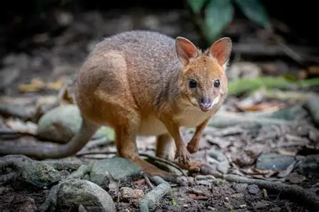 Red-legged Pademelon in the Gold Coast Hinterland rainforest